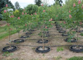 horsechestnut, fort mcnair nursery